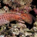 eel_moray_barredfin_nus_h_0705_png1799.jpg